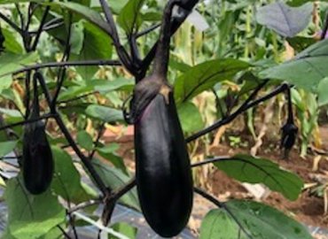 東京都立高校のトマト食べ比べ＆ナスのセット