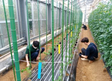 東京都立高校のトマト食べ比べ＆ナスのセット