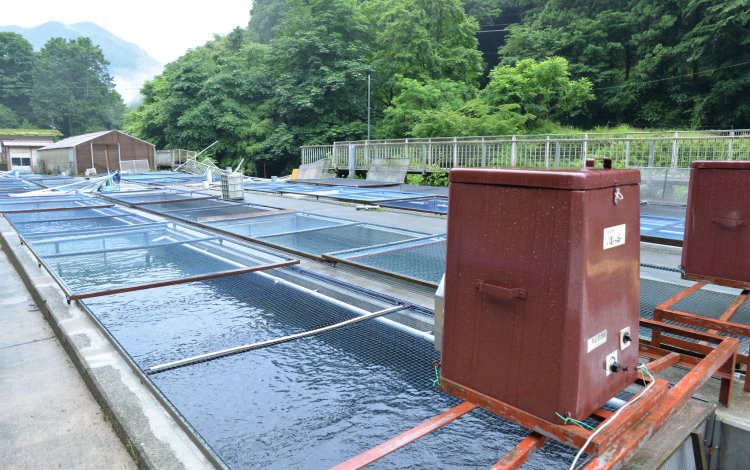 奥多摩の資源を守る