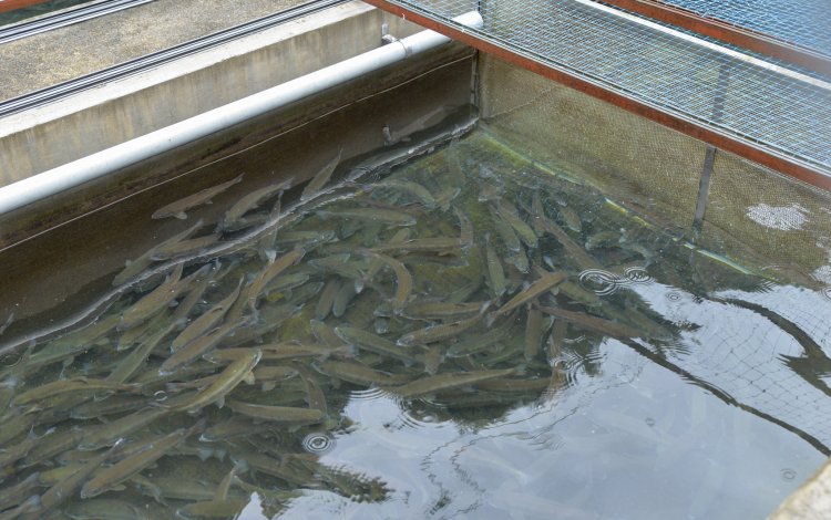 魚を通した地場産業活性化