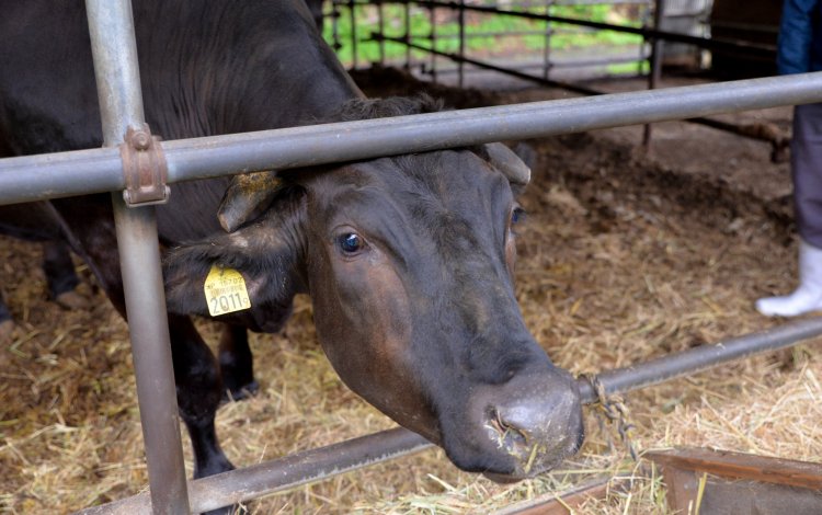 ”牛は飼い主に似る”！？
