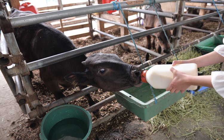 東京では珍しい繁殖・肥育農家