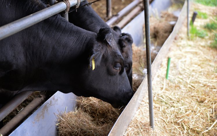 東京ビーフとは？