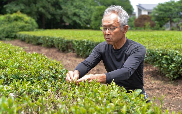 「味」の東京狭山茶