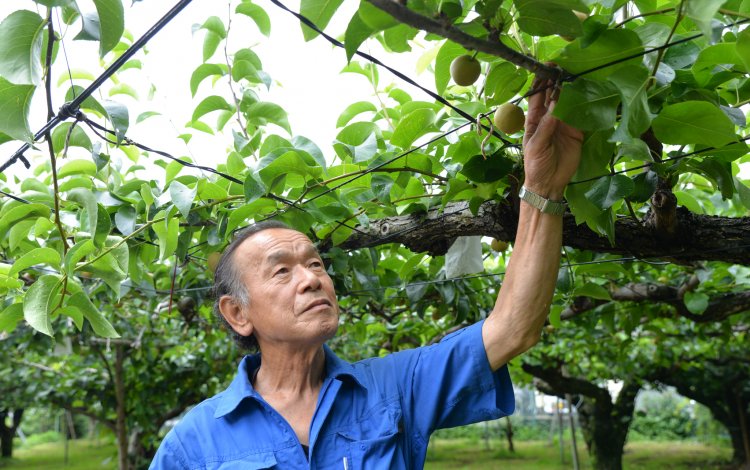 小平市の美園フルーツファーム