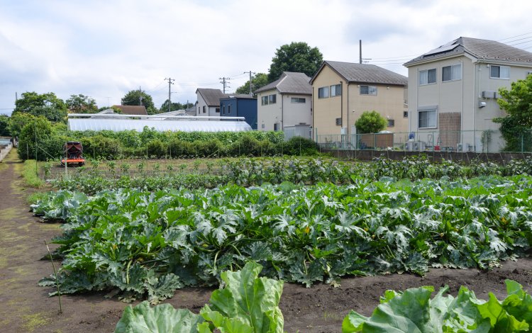 東京だからこその農業スタイル