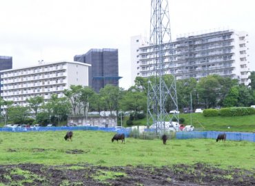 希少な東京育ちの牛肉「東京ビーフ」