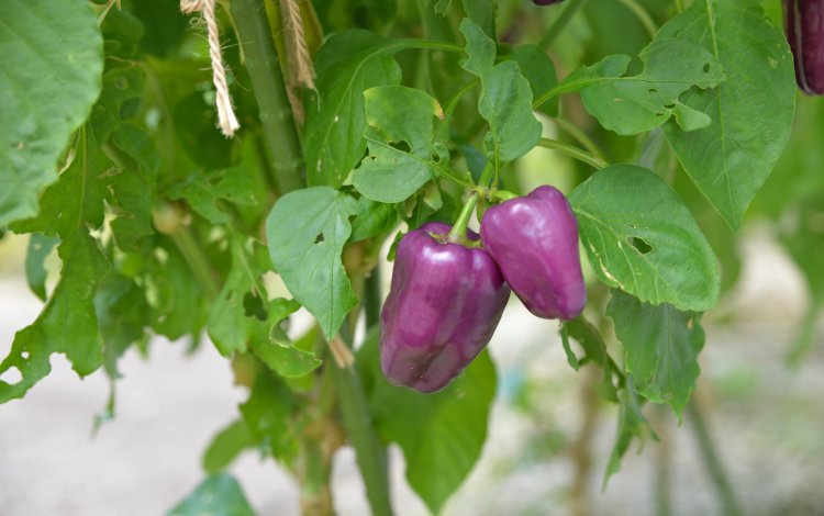 どんな野菜が収穫できるの？