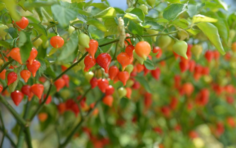 どんな野菜が収穫できるの？