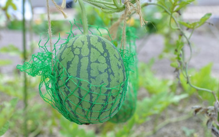 どんな野菜が収穫できるの？