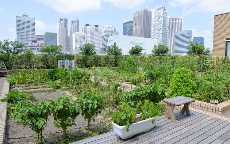 新宿駅の上にしっかりとした菜園が！