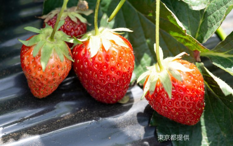 ハウス栽培と露地栽培の違いって？