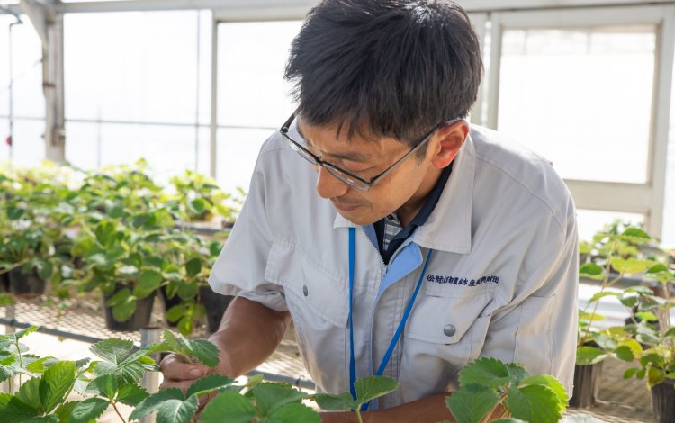 ハウス栽培と露地栽培の違いって？