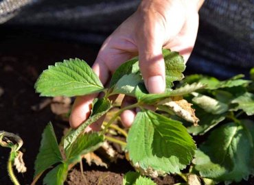 東京の新品種 東京おひさまベリーの苗