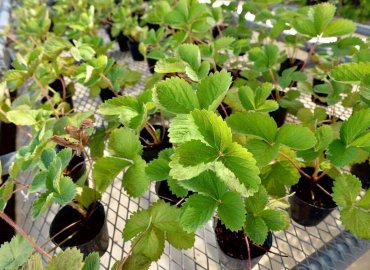 東京の新品種 東京おひさまベリーの苗