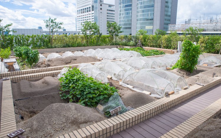 「NEWoMan新宿」屋上にある都会の畑「ソラドファームNEWoMan」