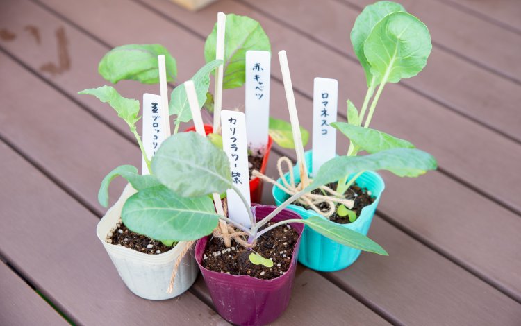 苗の植え付けと種まきはワクワクする作業！