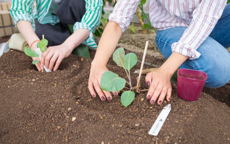 苗を植える時のポイントってどんなこと？
