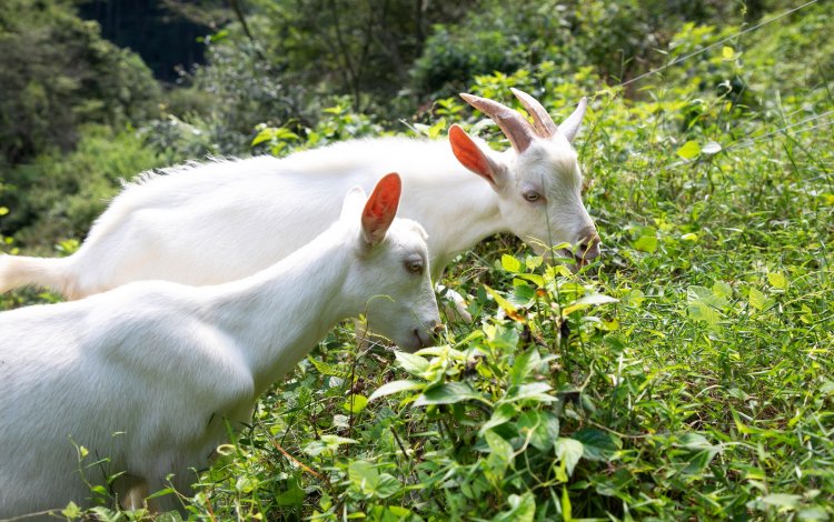 ヤギも子供も土地も育てる暮らし