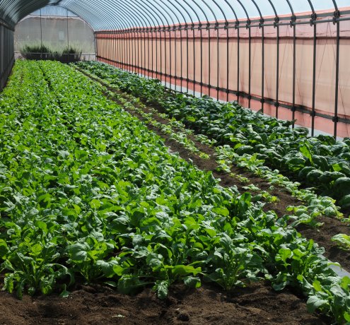 農産物の国際基準GLOBALG.A.P.  (グローバルギャップ)を取得