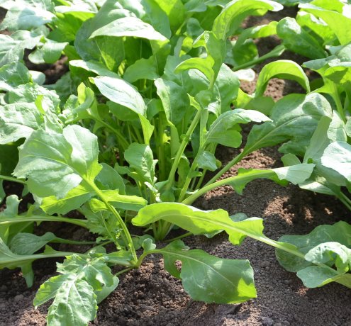 東京オリンピック・パラリンピックに向けて