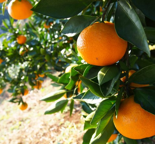 東京狭山みかんの旬
