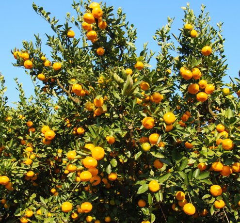 東京狭山みかんの旬