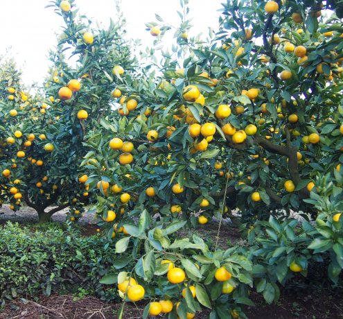 東京狭山みかんの旬
