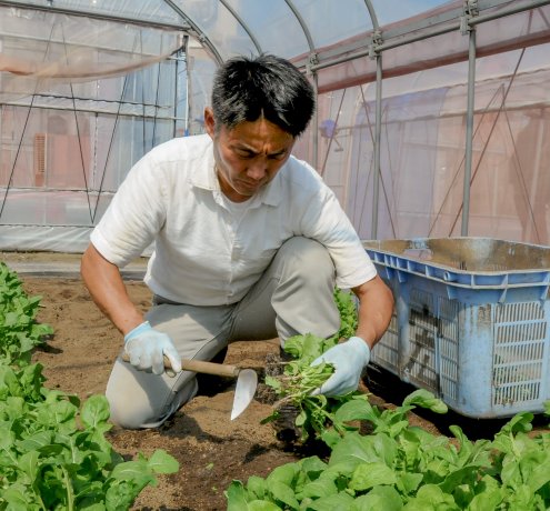 農産物の国際基準GLOBALG.A.P.  (グローバルギャップ)を取得