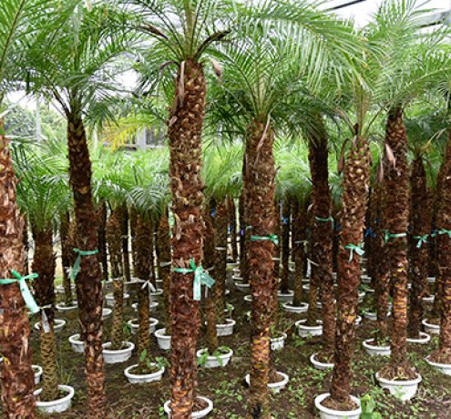 フェニックスロベレニー