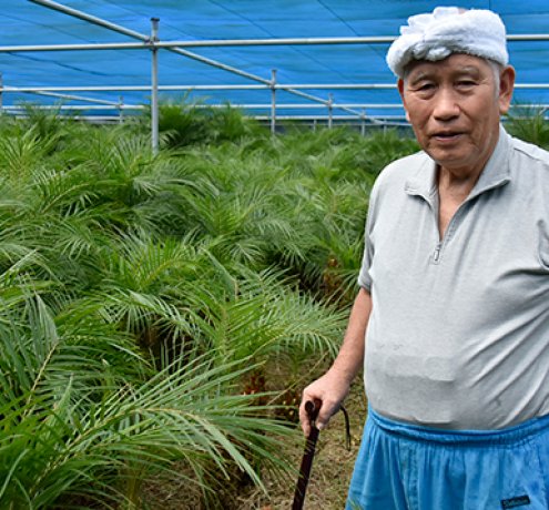 フェニックスロベレニー