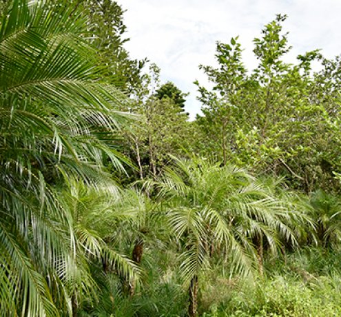 フェニックスロベレニー