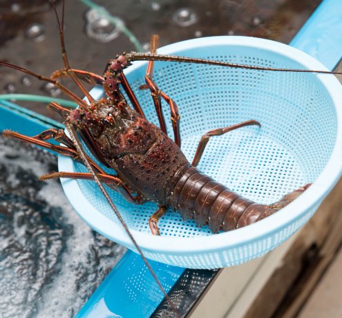 とれたての魚介類を選べちゃう
