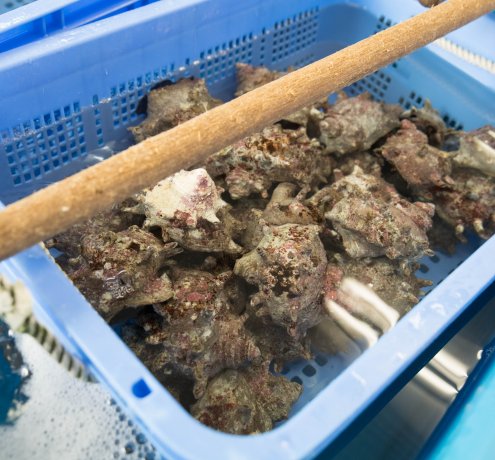 とれたての魚介類を選べちゃう