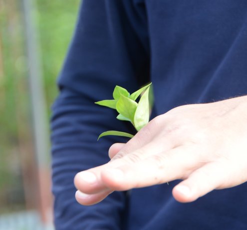 ブバルディアの栽培について