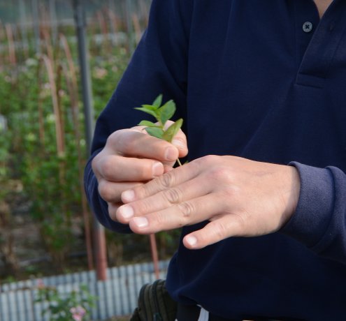 ブバルディアの栽培について