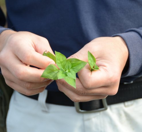ブバルディアの栽培について