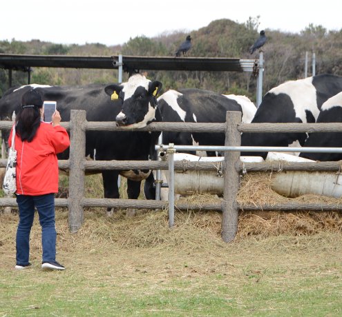 絶品！大島牛乳100%アイスクリーム