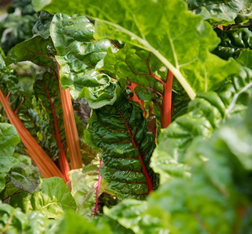 野菜を育てるのがとにかく好き