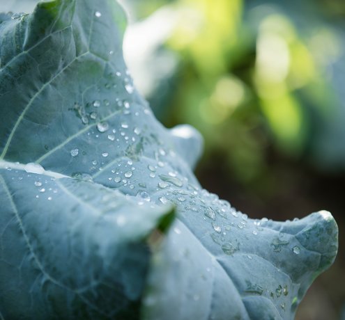 野菜を育てるのがとにかく好き