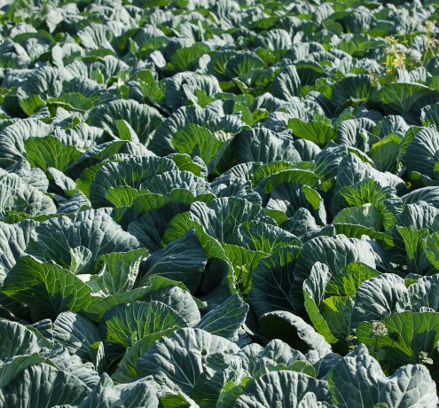 東京で農業をやるということ