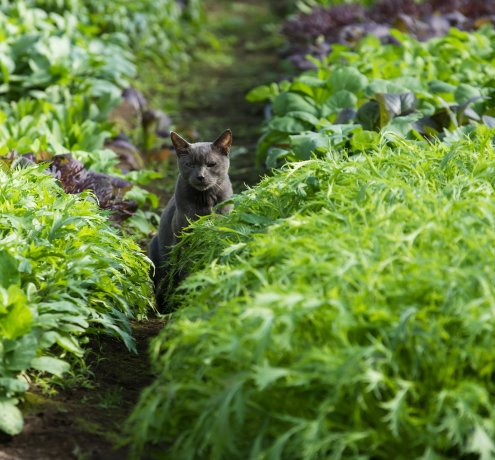 跡取り娘として畑を守っていく