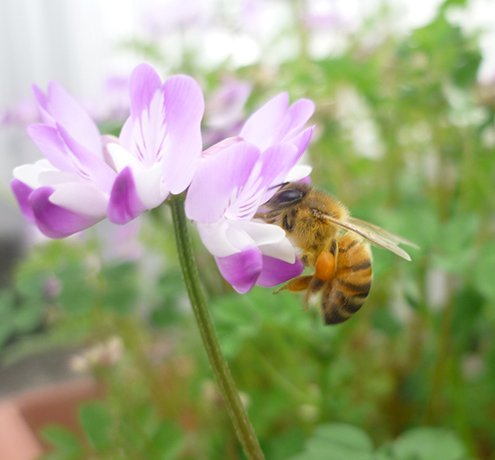 なぜ原宿でハチミツを？