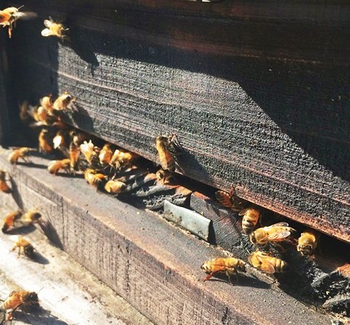 なぜ原宿でハチミツを？