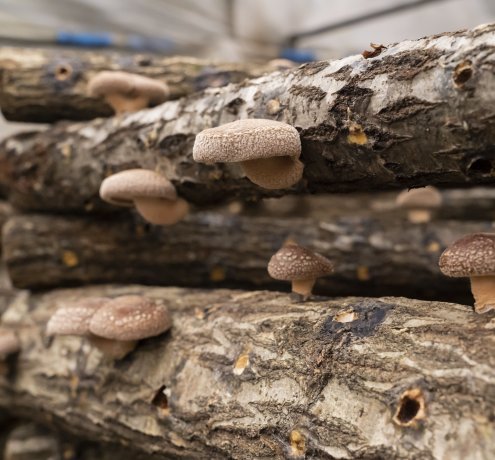 無駄がない原木シイタケづくり