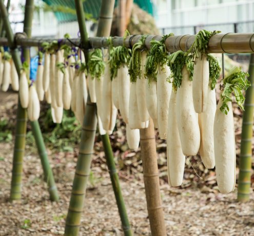 畑でワークショップ開催