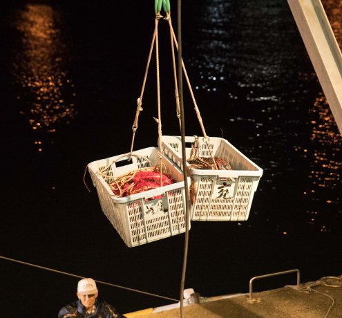 イセエビの漁法