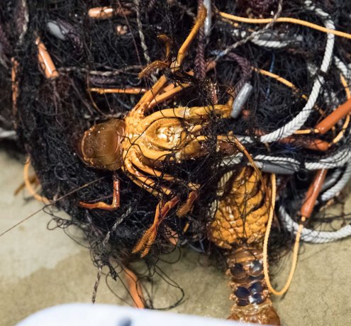 イセエビの漁法