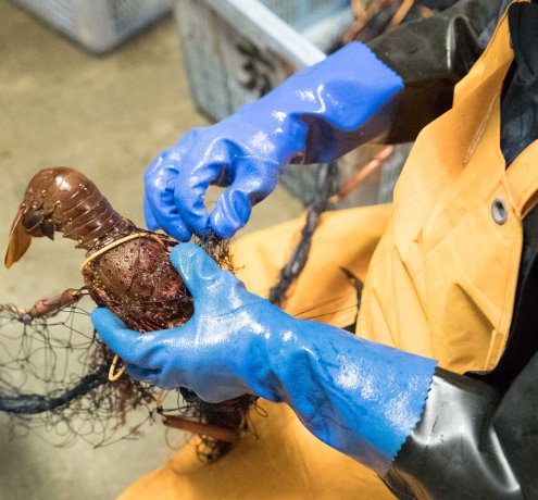 ベテランイセエビ漁師