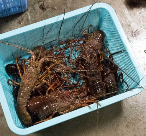 ベテランイセエビ漁師